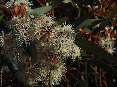 Eucalyptus calycogona ssp. calycogona flr DEM8770 Heggaron CP